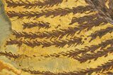 Lower Permian Conifer (Walchia) Fossil - Kinney Quarry, NM #338420-1